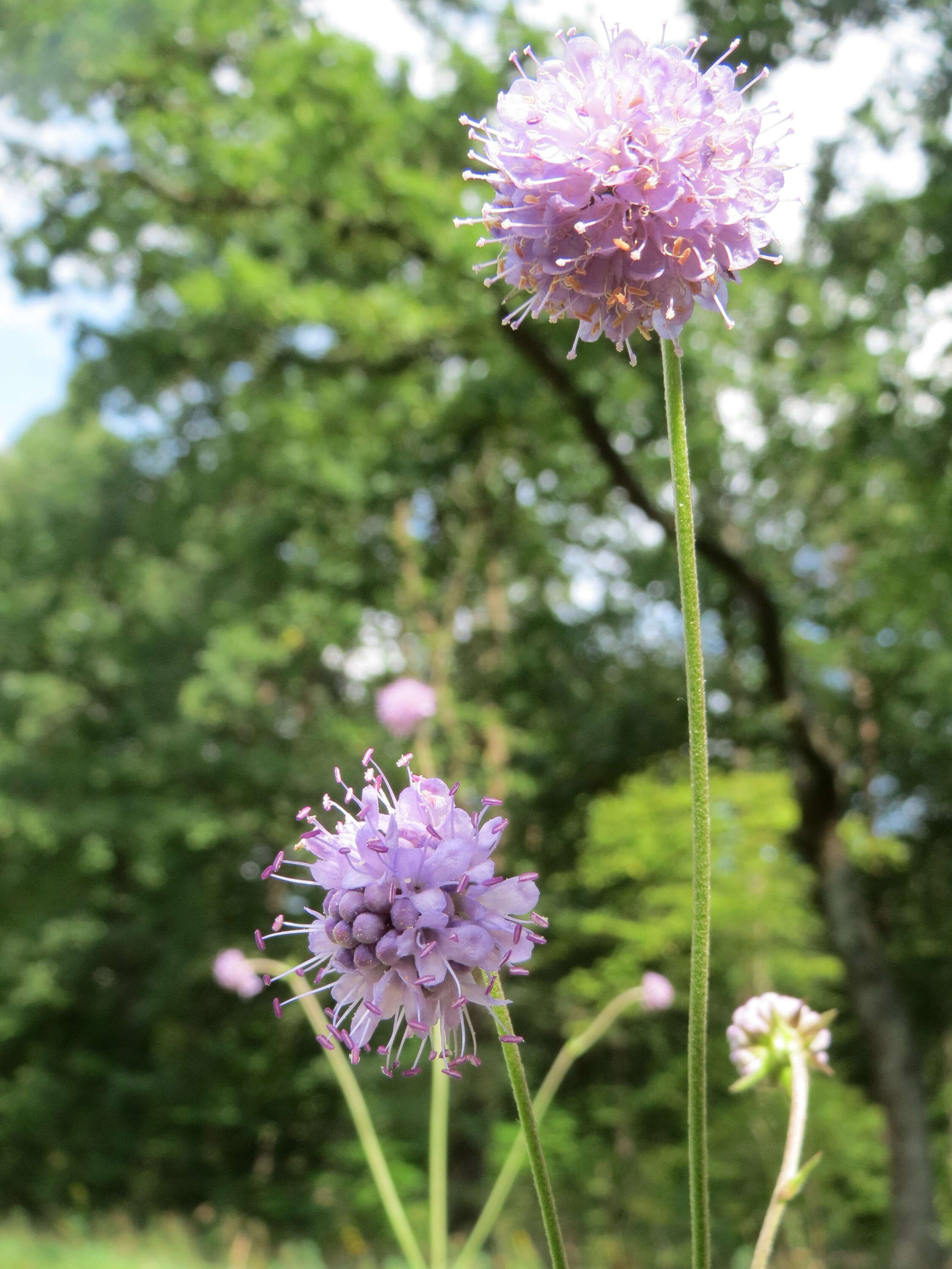 Image of Devil’s Bit Scabious