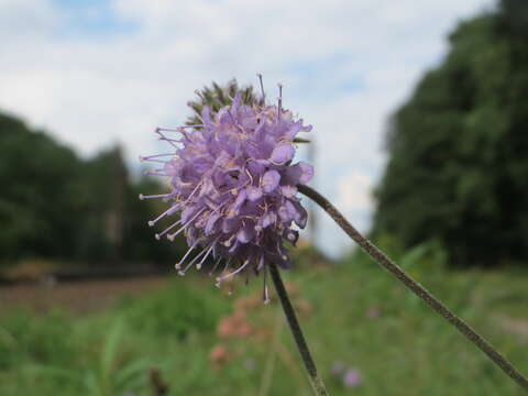 Image of Devil’s Bit Scabious