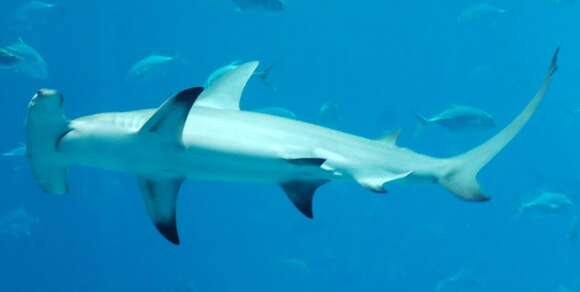 Image of Great Hammerhead