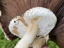 Sivun Agaricus subrufescens Peck 1894 kuva