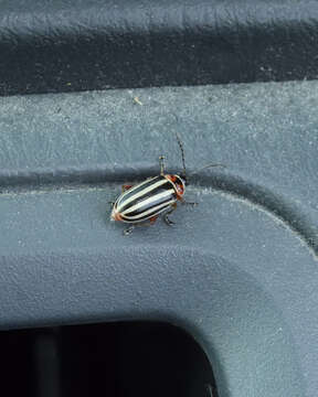 Image of Tall Flea Beetle