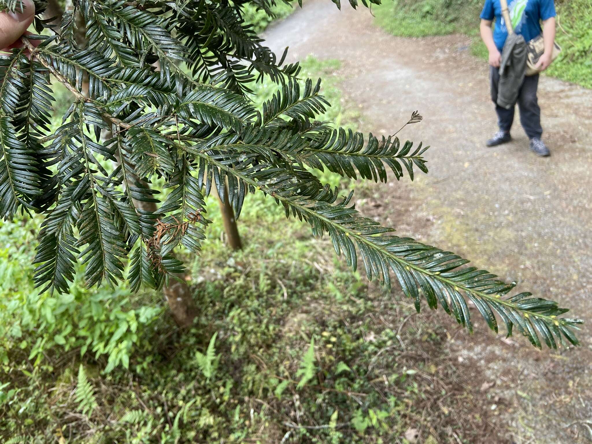 Image of Taxus mairei (Lemée & Lév.) S. Y. Hu ex T. S. Liu