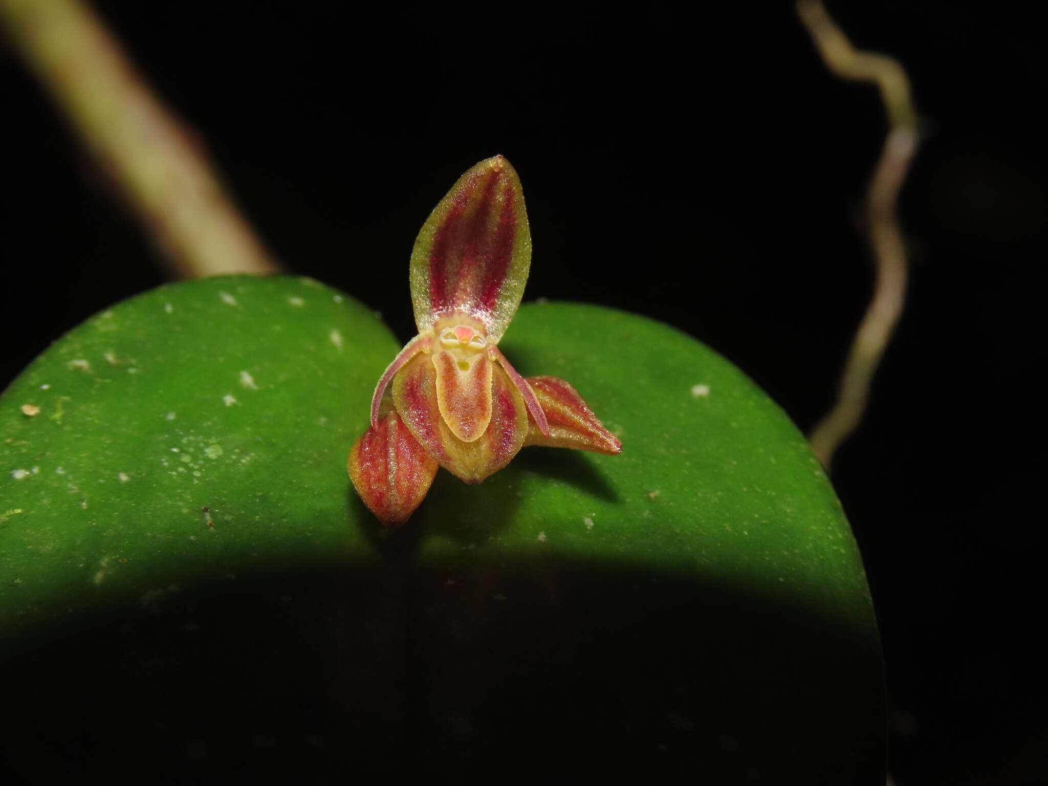 Image of Pleurothallis matudana C. Schweinf.