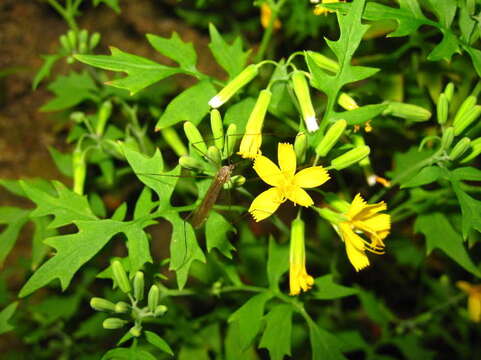 Image of Crepidiastrum chelidoniifolium (Makino) J. H. Pak & Kawano