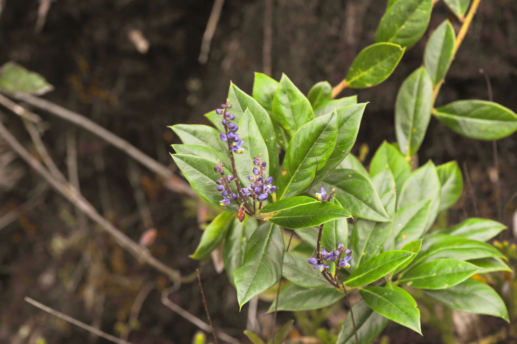 Image of Monnina cacumina N. E. Br.