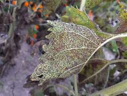 Image of Puccinia helianthi Schwein. 1822