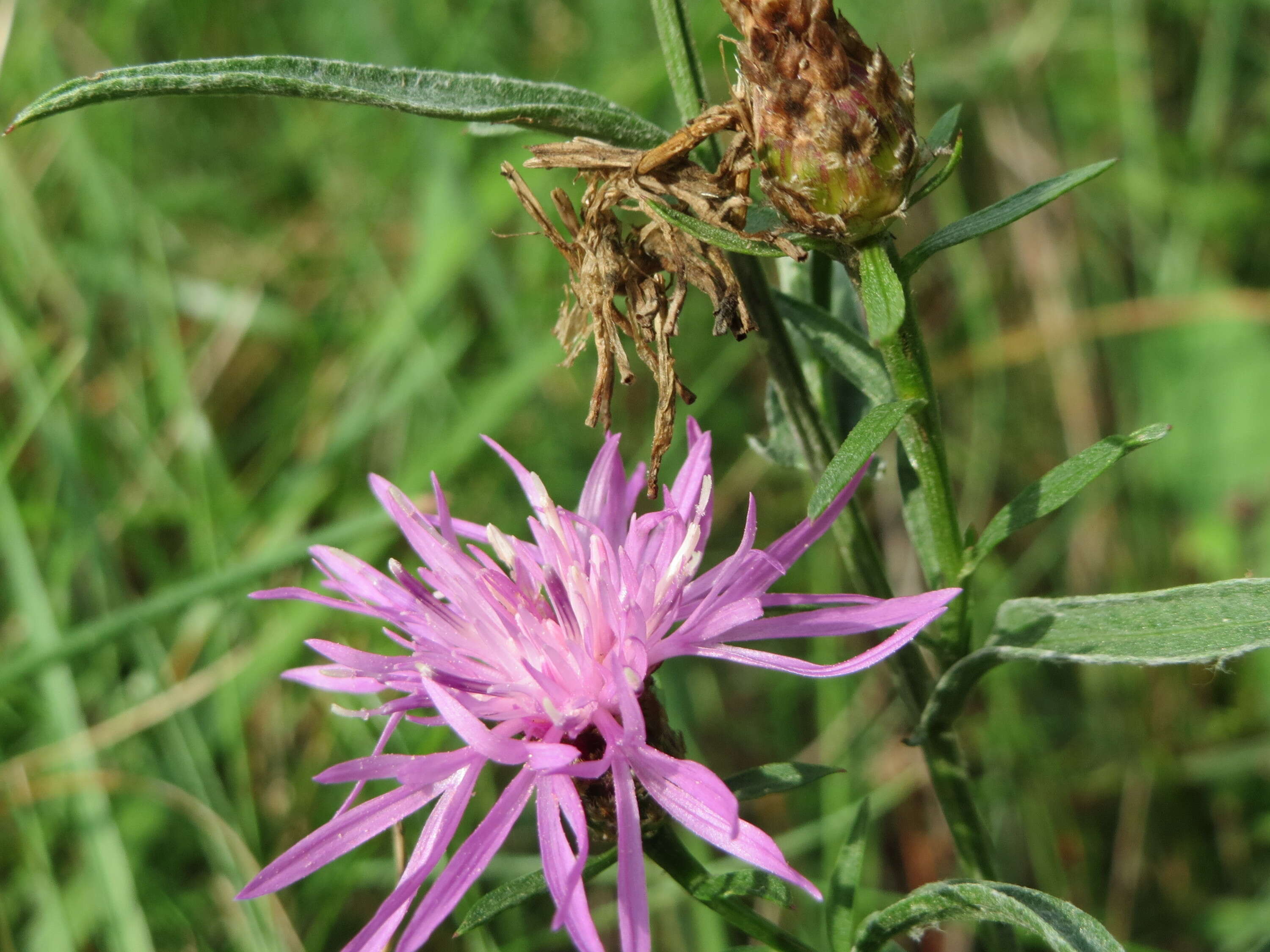 Image of spotted knapweed