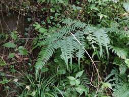 Plancia ëd Pteris terminalis var. fauriei (Christ) Ebihara & Nakato