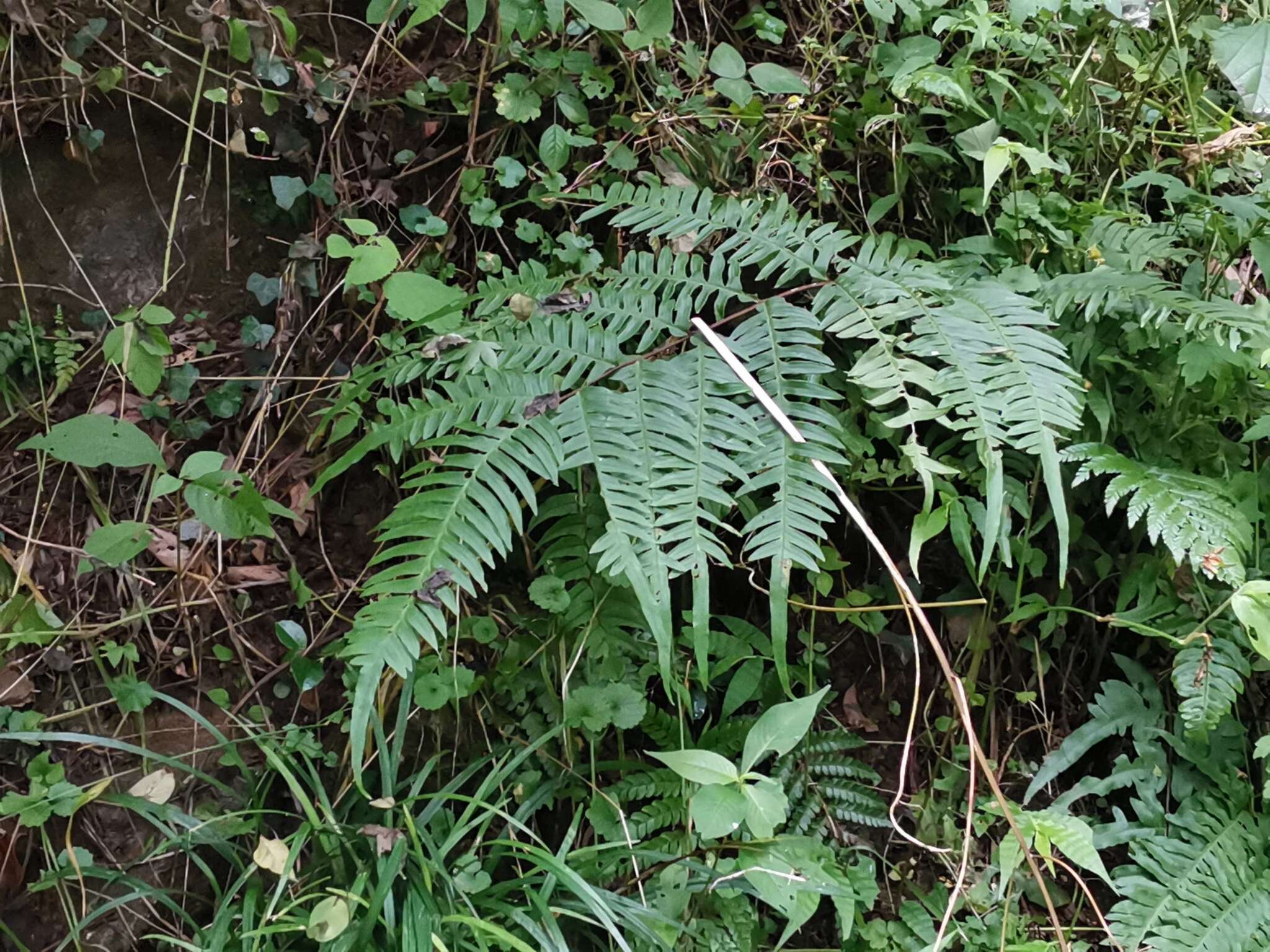 Plancia ëd Pteris terminalis var. fauriei (Christ) Ebihara & Nakato