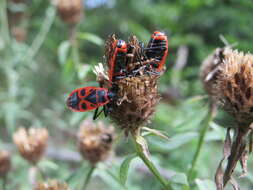 Image of spotted knapweed