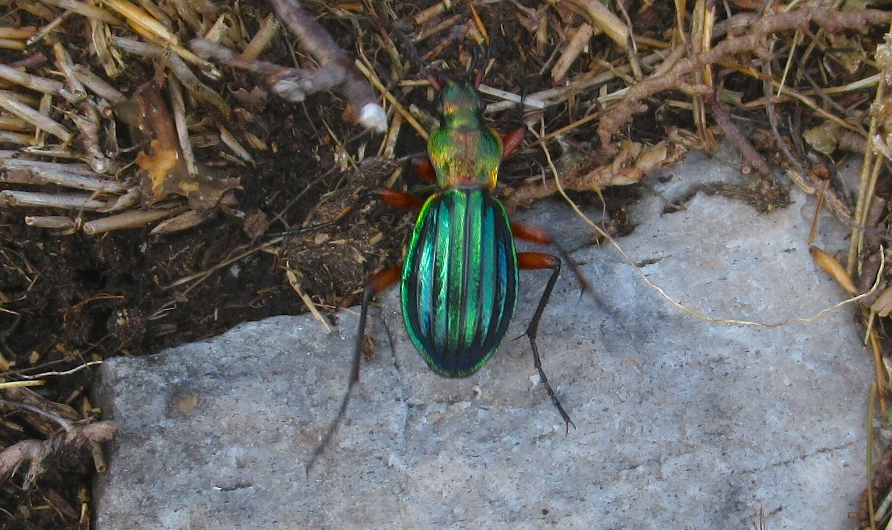 Carabus (Chrysocarabus) auronitens escheri Palliardi 1825 resmi