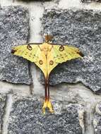 Image of comet moth