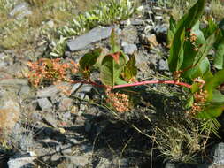 Image of Alpine Fleeceflower