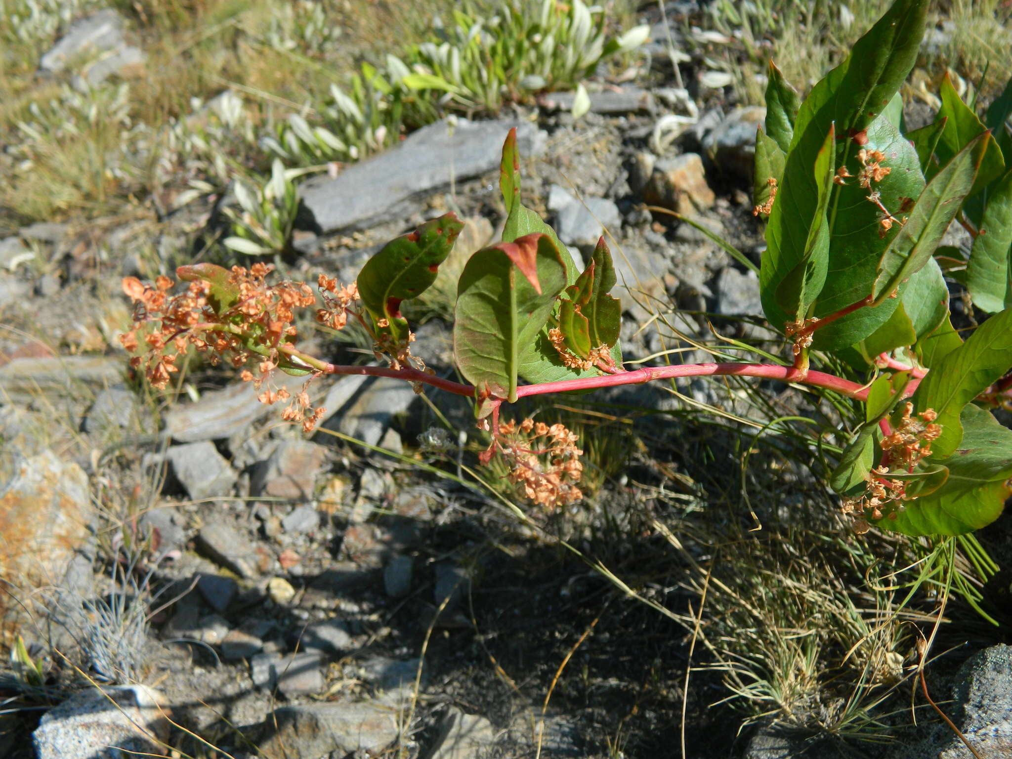 Image of Alpine Fleeceflower