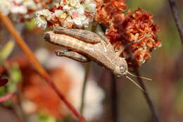 Oedaleonotus tenuipennis (Scudder & S. H. 1897)的圖片