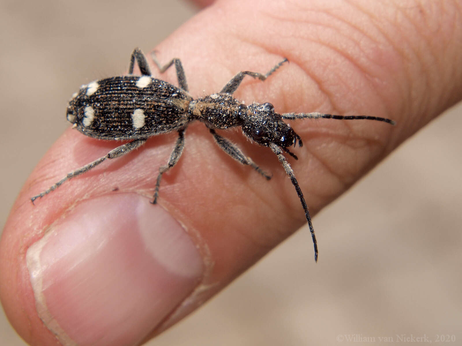 Image of Eccoptoptera mutilloides (Bertoloni 1857)