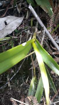 Image of Epidendrum cylindrostachys Rchb. fil. & Warsz.