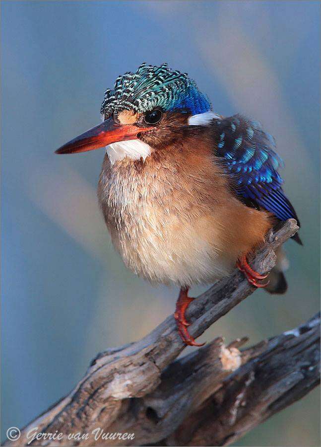 Image of Alcedo cristata