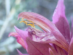 Image of Shasta owl's-clover