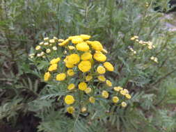 Image of common tansy