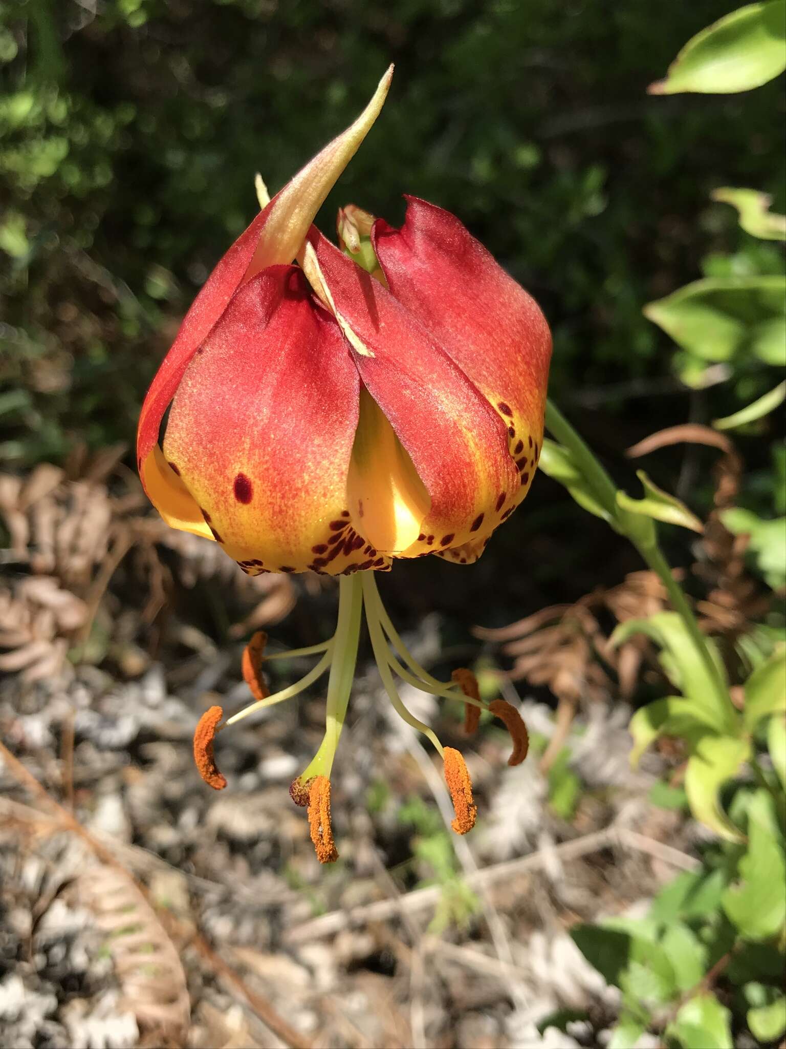 Lilium michauxii Poir. resmi