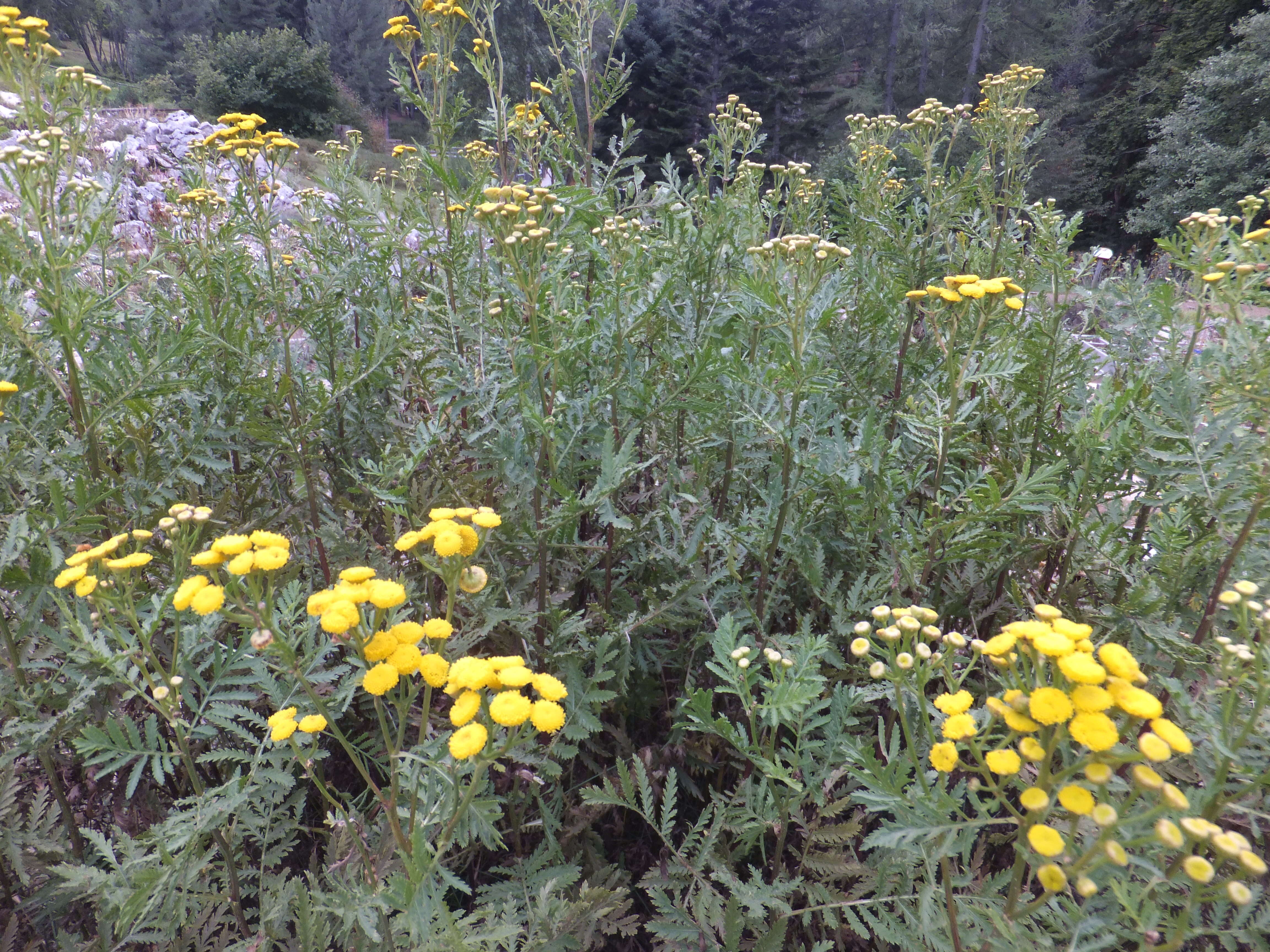 Image of common tansy