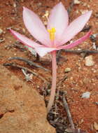 Image of Gethyllis linearis L. Bolus