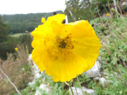 Image of Iceland Poppy