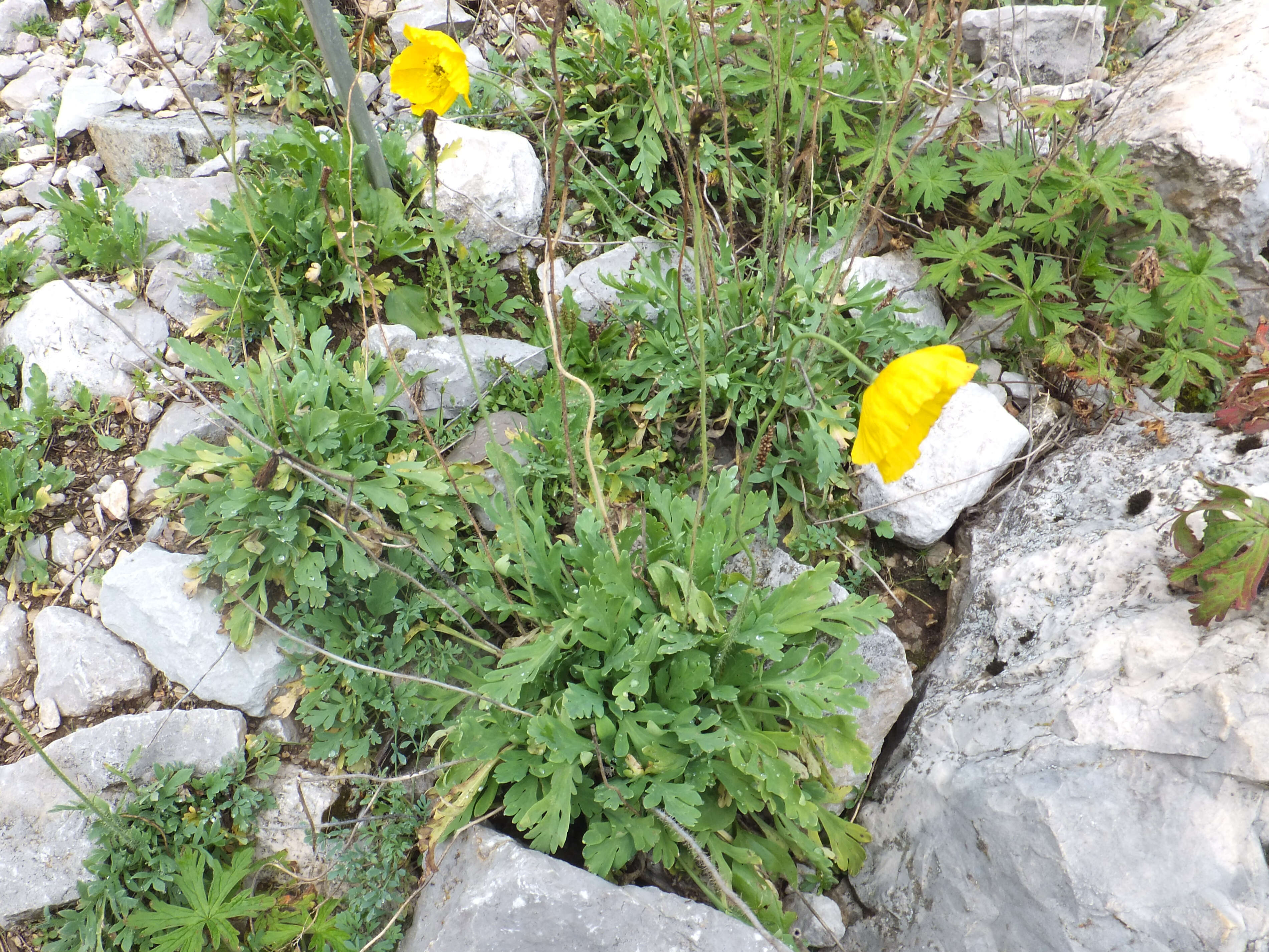 Image of Iceland Poppy