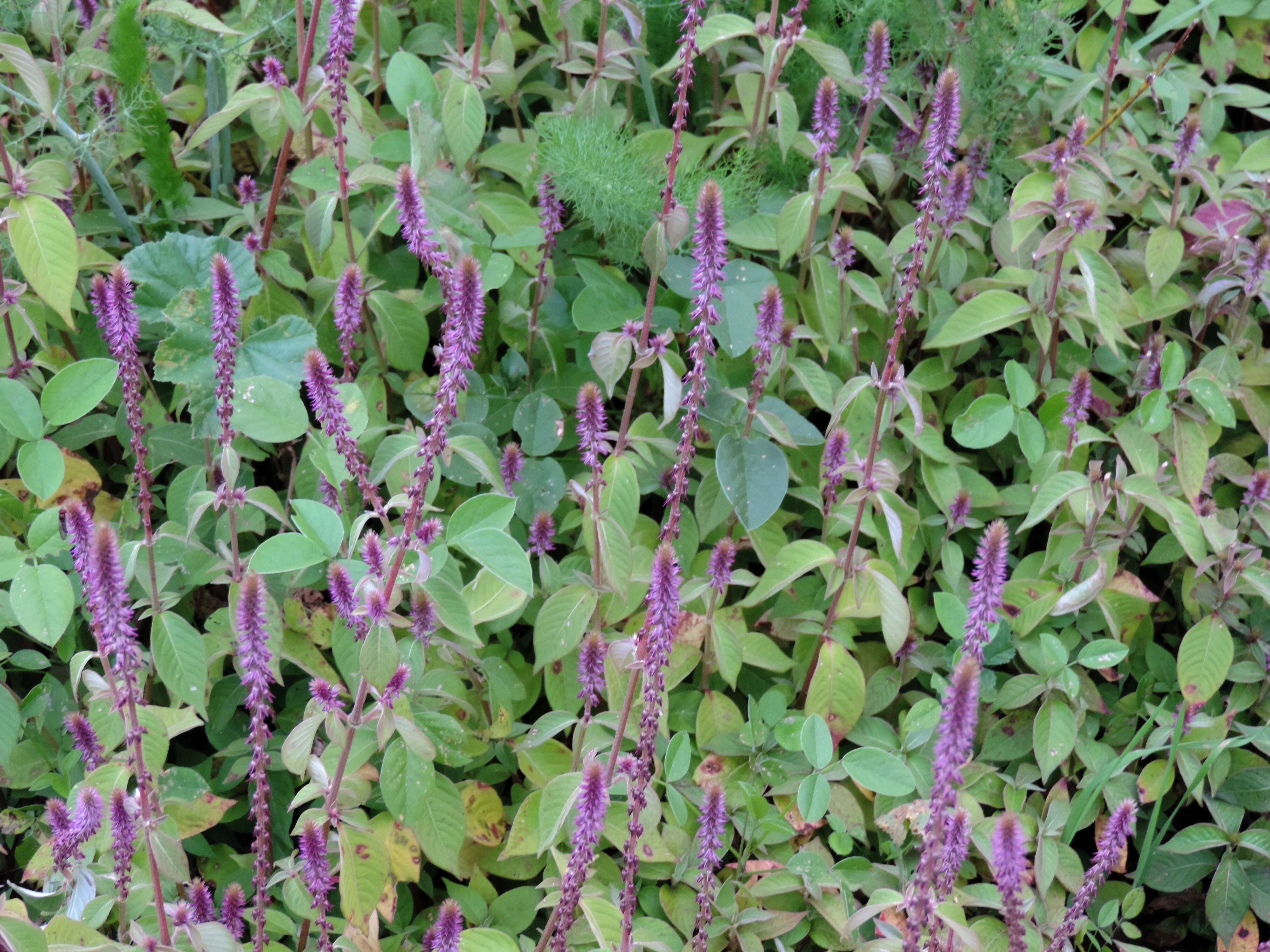 Image of Chaff-flower