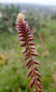 Image of Chaff-flower