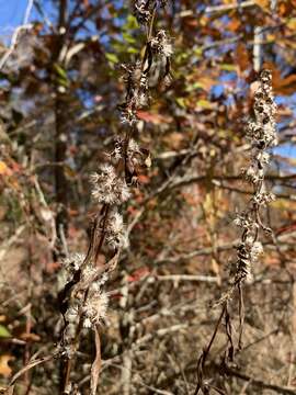 صورة Solidago curtisii var. flaccidifolia (Small) R. E. Cook & Semple