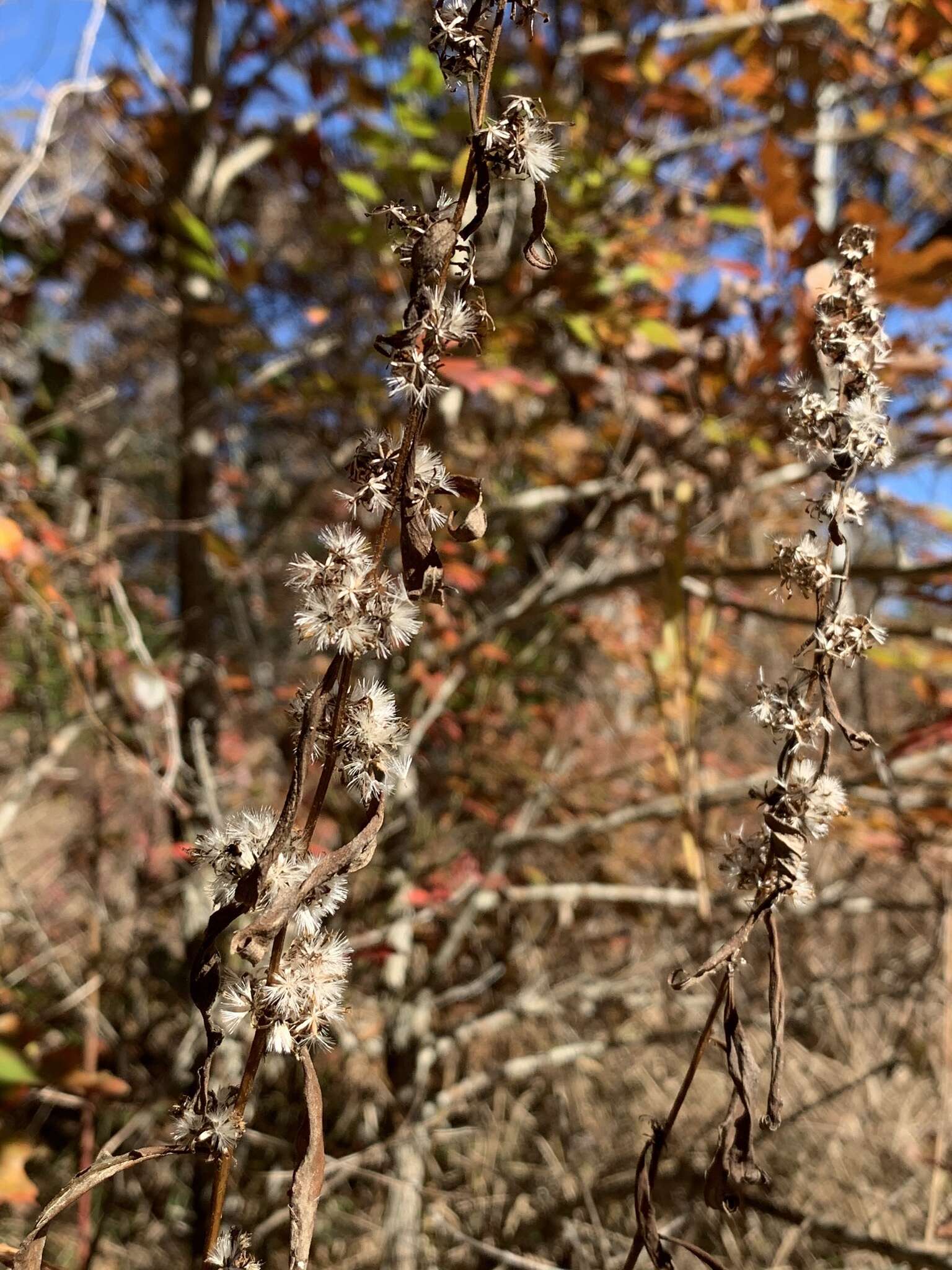 Image of mountain goldenrod