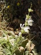 Imagem de Salvia microstegia Boiss. & Balansa