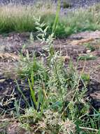 Imagem de Eragrostis cilianensis (All.) Janch.