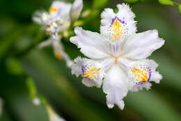 Sivun Iris japonica Thunb. kuva