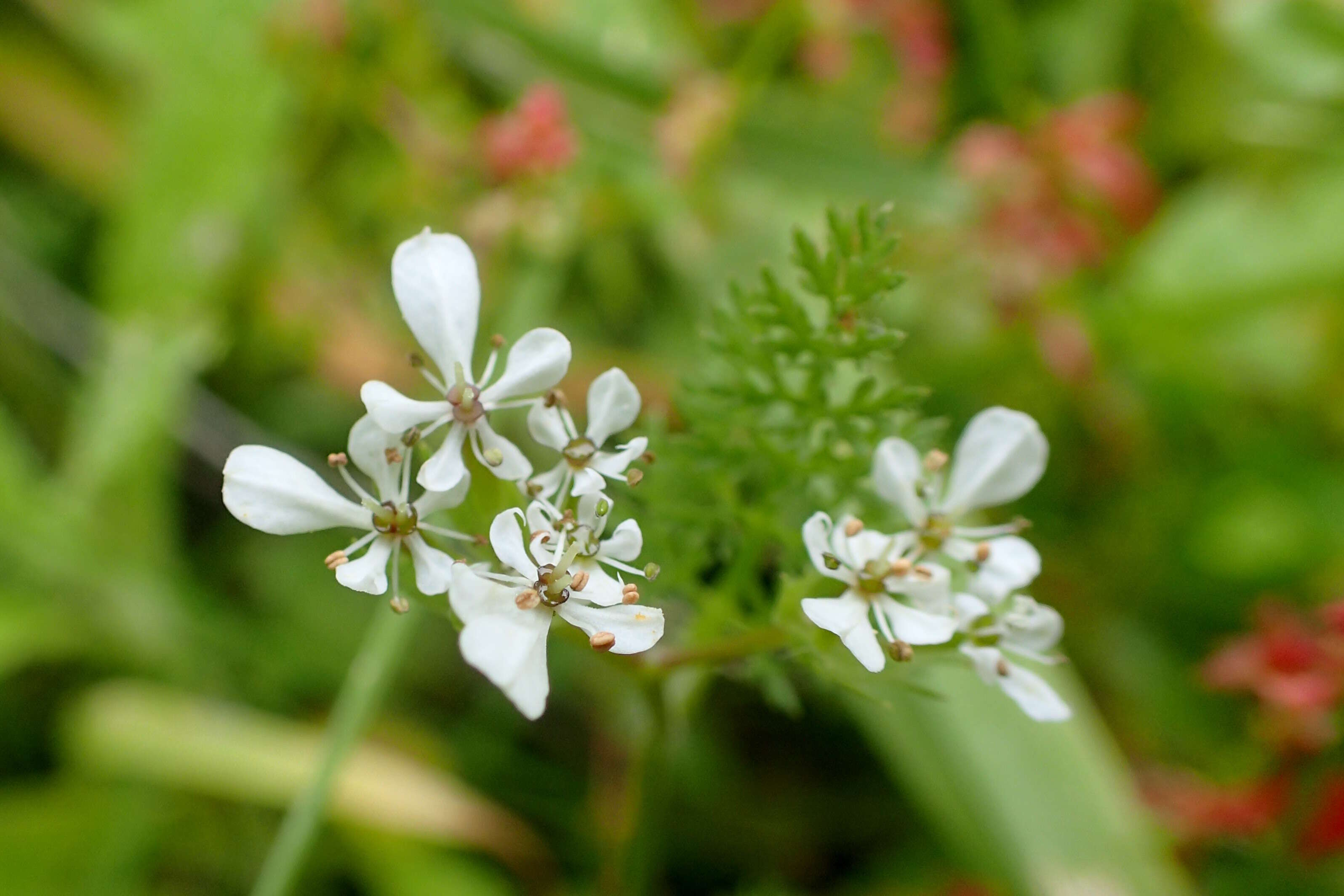 Image of shepherdsneedle