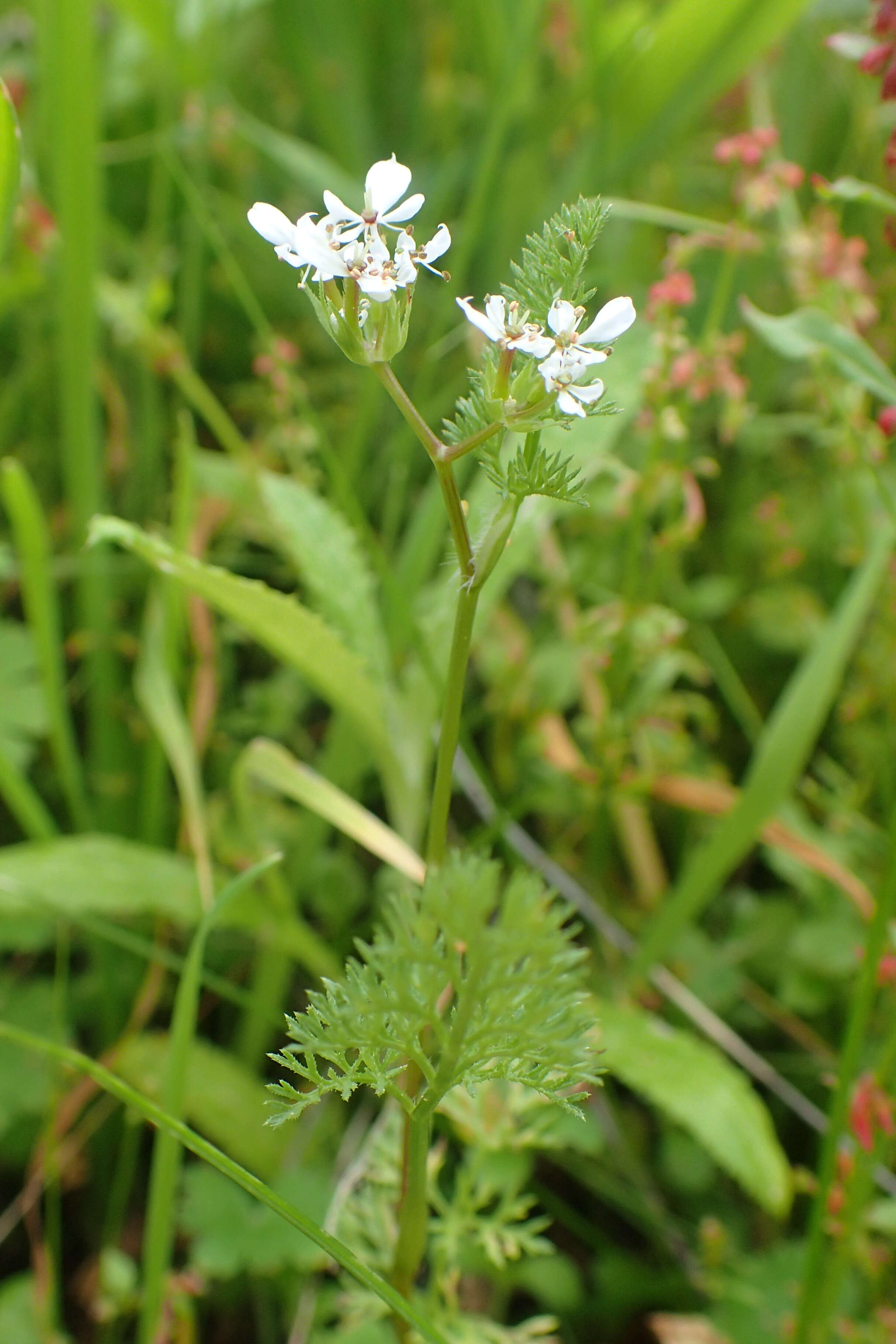 Image of shepherdsneedle