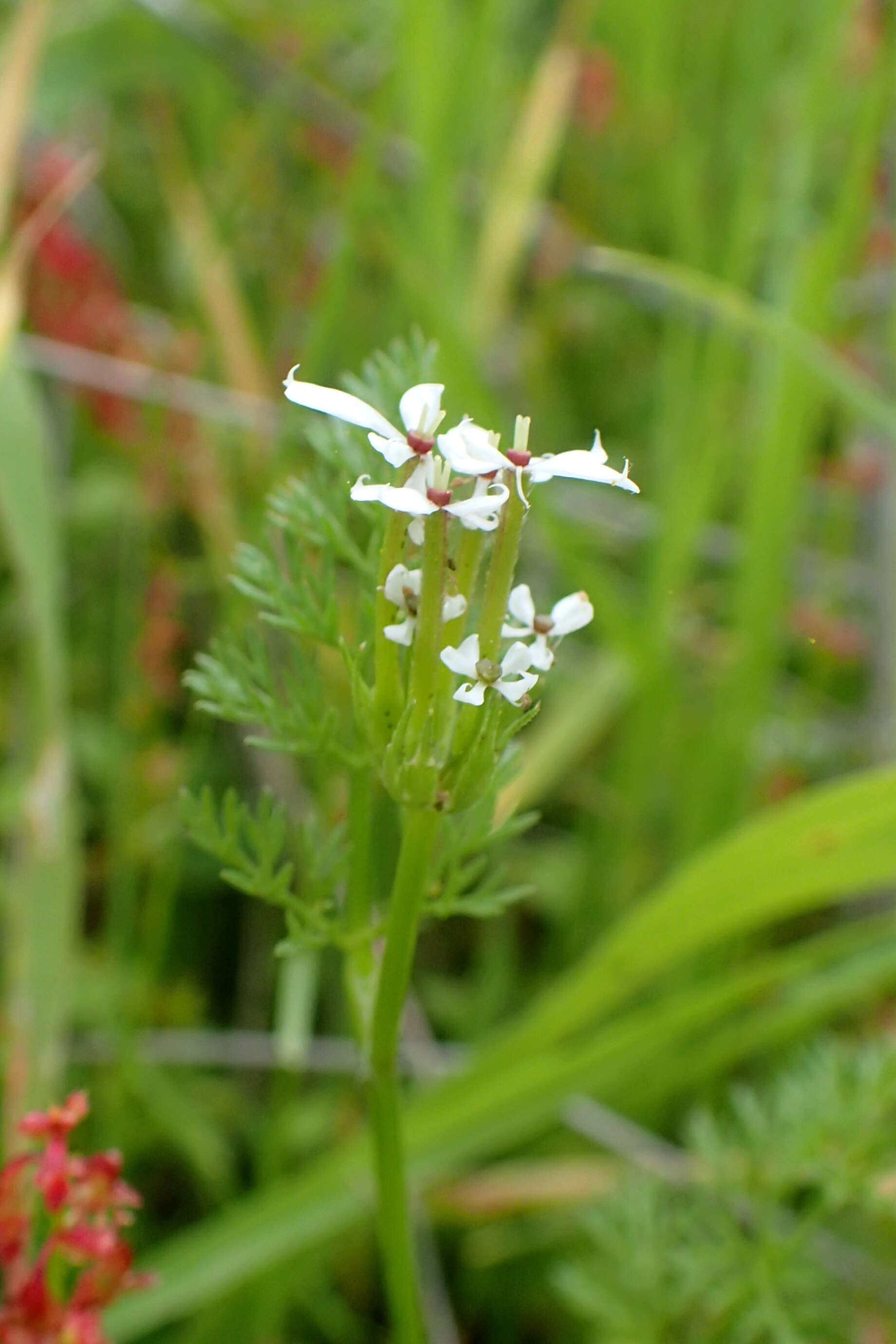 Image of shepherdsneedle