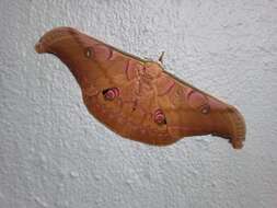 Antheraea helferi Moore 1858 resmi