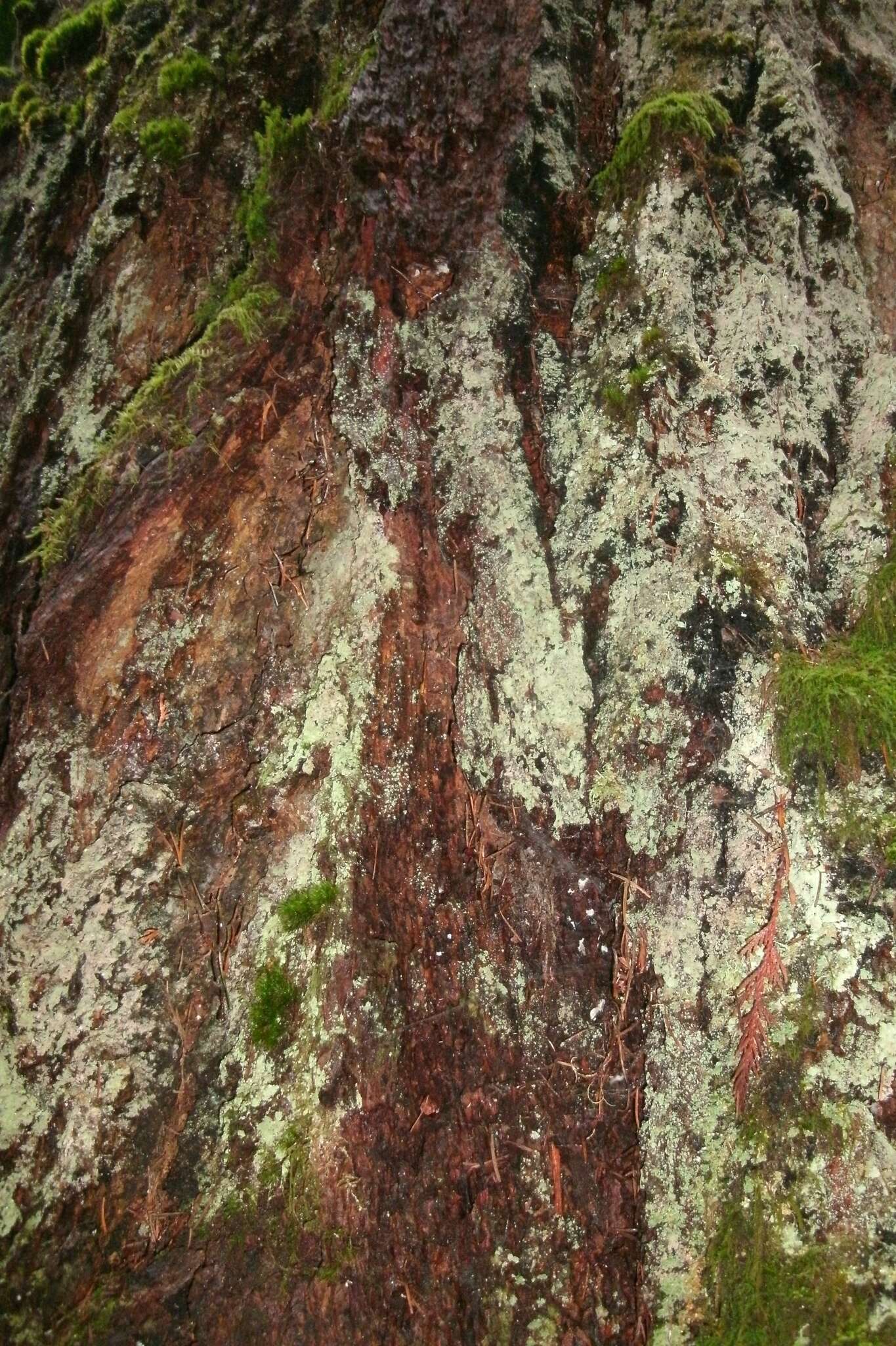 Image of Douglas-fir