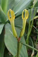 Image de Ceropegia dichotoma Haw.