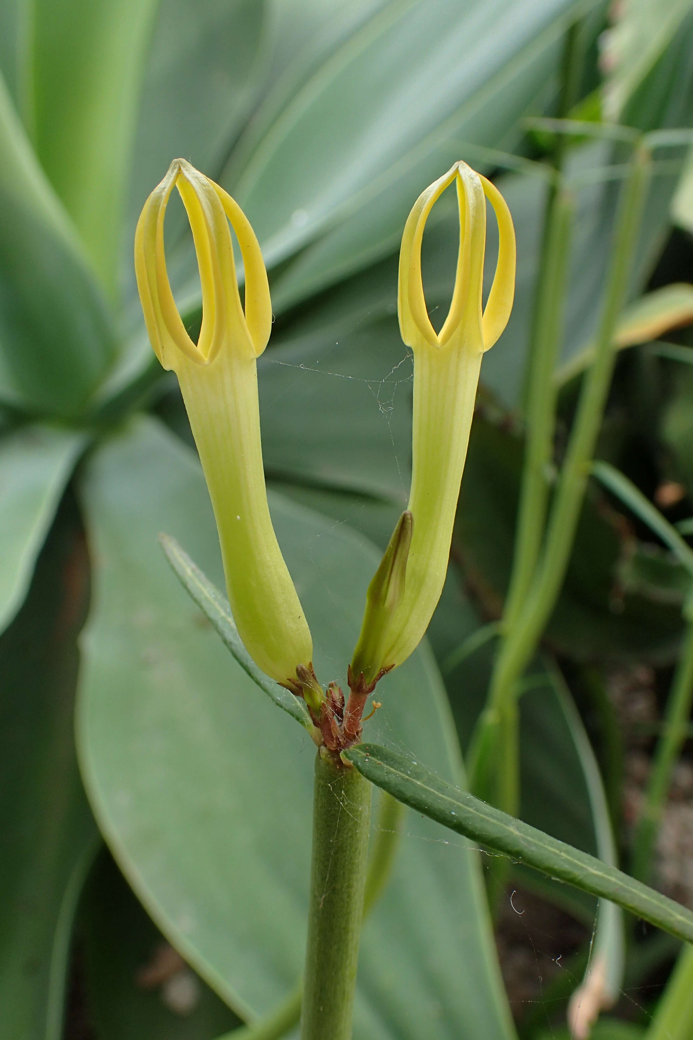 Image de Ceropegia dichotoma Haw.