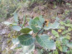 Image of Rhus muelleri Standl. & F. A. Barkley