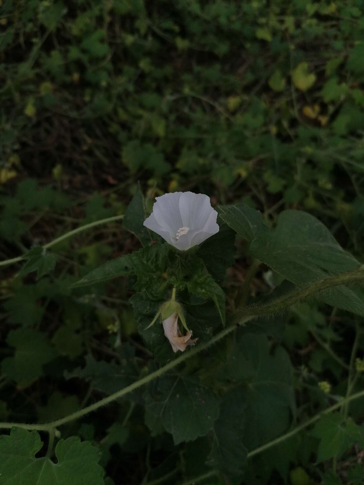 Image of Anoda albiflora P. A. Fryxell