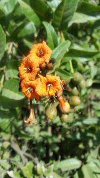 Image de Cordia tortuensis Urb. & Ekman