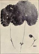 Image of hibiscadelphus