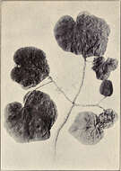 Image of hibiscadelphus