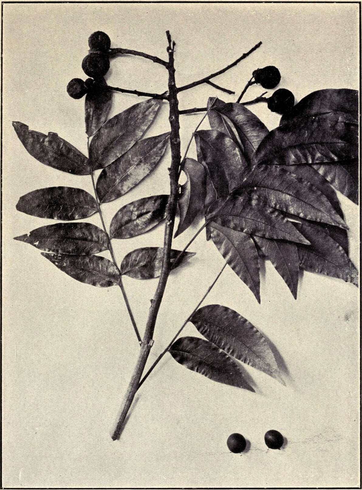 Image of soapberry