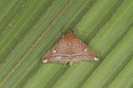 Image of Tarista albiapicalis Schaus 1916